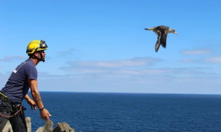 Milestone time for Shearwater chicks right now