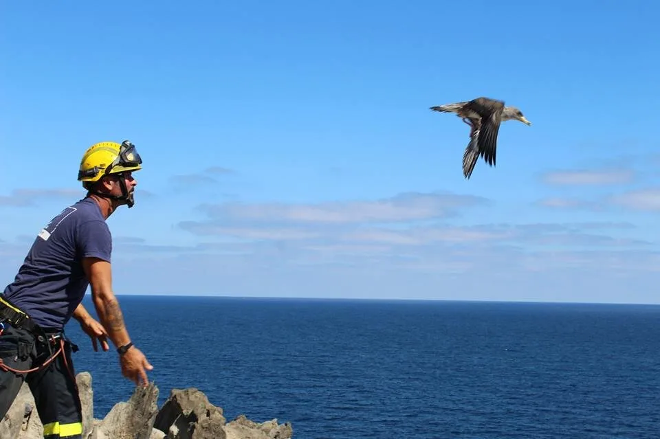 Milestone time for Shearwater chicks right now