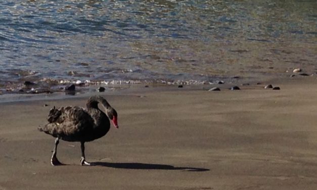 The mystery of Gran Canaria’s black swans, is there now a third bird?