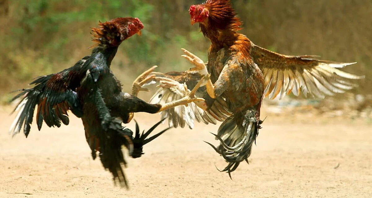 Canary Islands law to prohibit cockfights, circuses with animals, and to better manage animal welfare