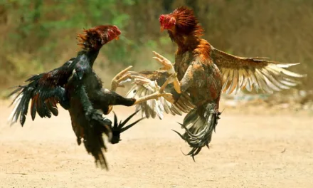 Canary Islands law to prohibit cockfights, circuses with animals, and to better manage animal welfare