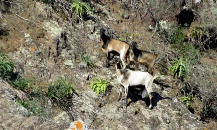 “Hunting” cows, donkeys, horses, sheep and goats labelled barbaric by animal protectors and hunters.