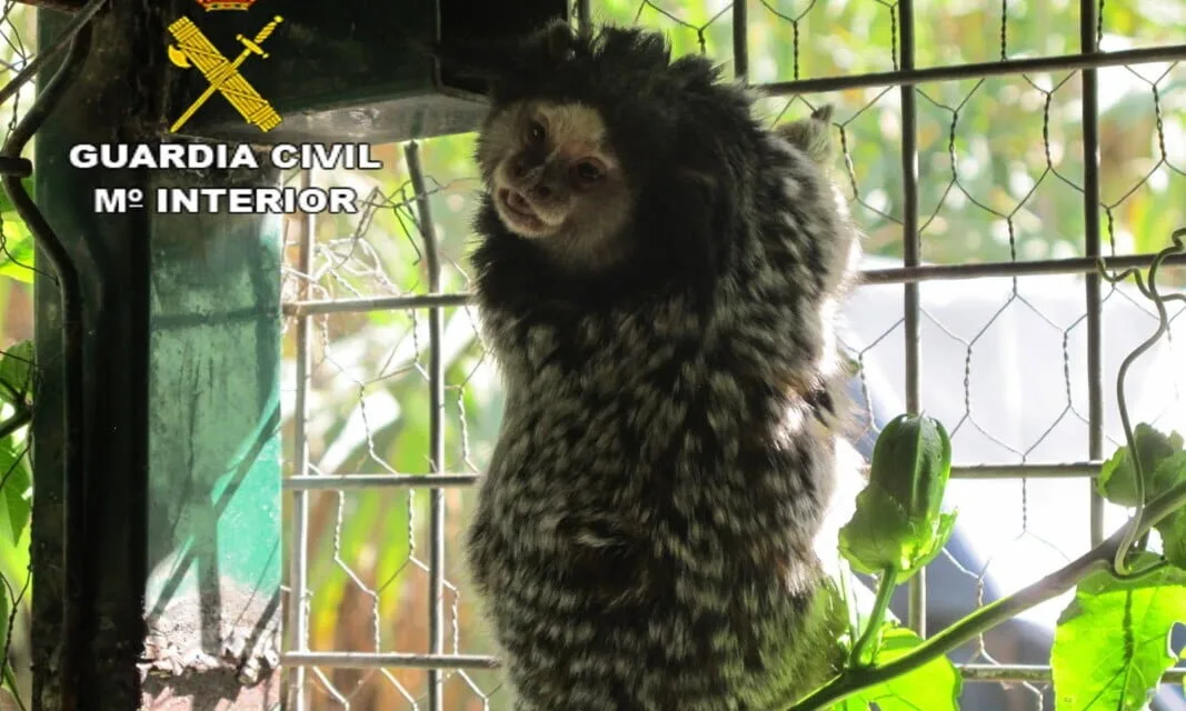 Monkey seized with guns and drugs on Gran Canaria