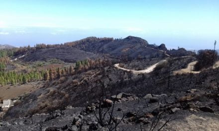 Seeking volunteers to help replant trees after the Gran Canaria fire…