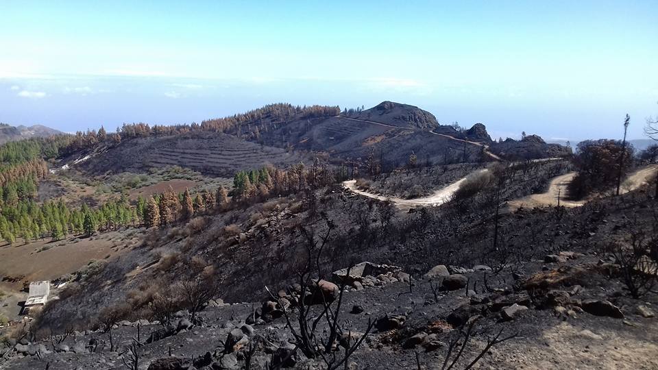 Seeking volunteers to help replant trees after the Gran Canaria fire…