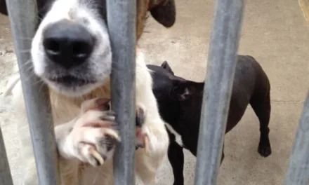 Gran Canaria’s main animal shelter to have a veterinary training centre in 2018