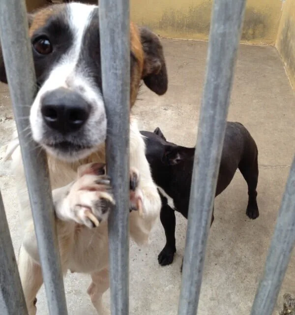 Gran Canaria’s main animal shelter to have a veterinary training centre in 2018