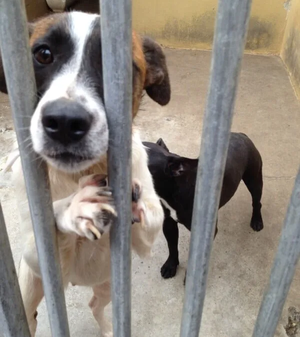 Gran Canaria’s main animal shelter to have a veterinary training centre in 2018