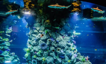 The Poema del Mar aquarium attraction opens with eight captive sharks and 350 marine species in tanks