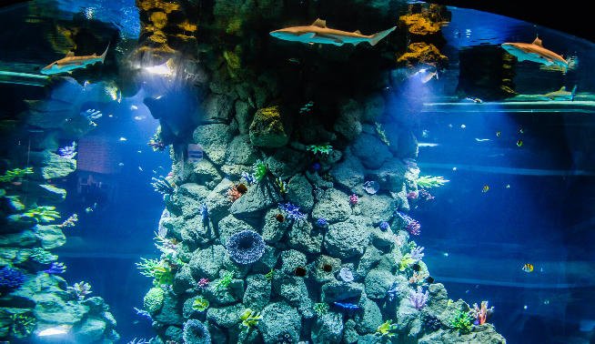 The Poema del Mar aquarium attraction opens with eight captive sharks and 350 marine species in tanks