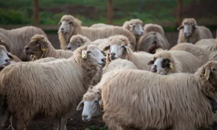 An historic agreement with the shepherds to fight fires and remove feral goats