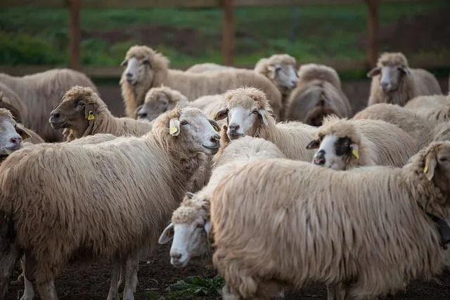An historic agreement with the shepherds to fight fires and remove feral goats