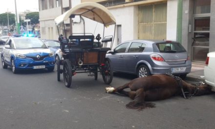 A Tartana horse dies on the streets of Las Palmas