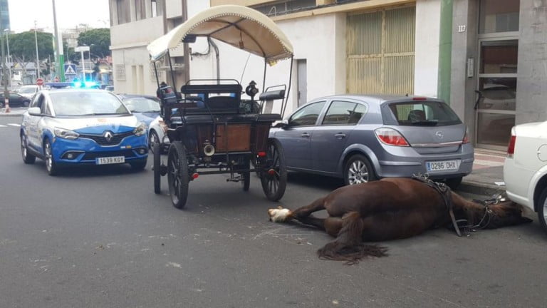 A Tartana horse dies on the streets of Las Palmas