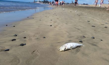 Dead fish washing ashore in Playa del Inglés