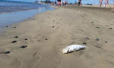 Dead fish washing ashore in Playa del Inglés