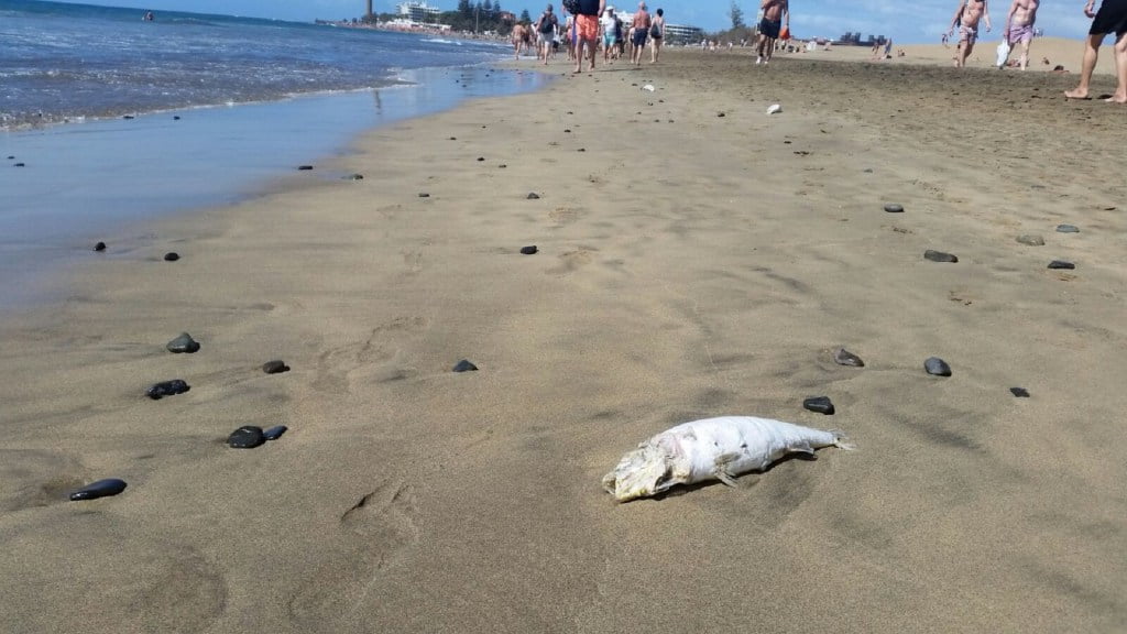 Dead fish washing ashore in Playa del Inglés