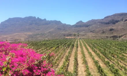 Bodegas Tunte obtains two more Gold and a Silver Medal at the World Extreme Wine Competition in Italy