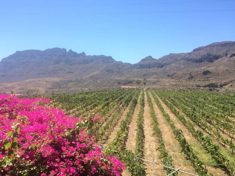 Bodegas Tunte obtains two more Gold and a Silver Medal at the World Extreme Wine Competition in Italy