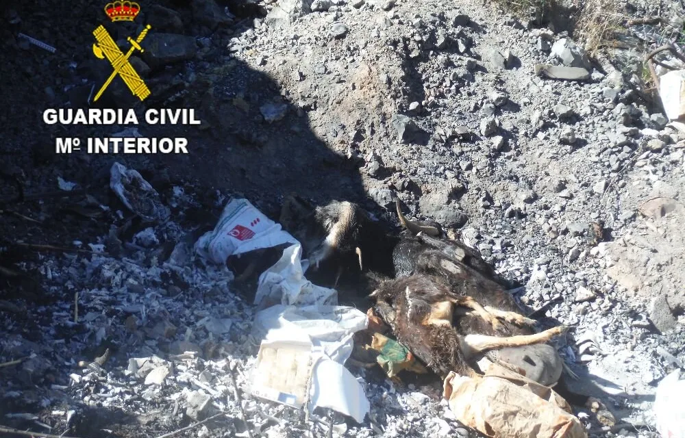 Livestock farm owner detained for animal abuse and possession of a machine gun