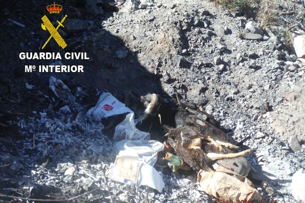 Livestock farm owner detained for animal abuse and possession of a machine gun
