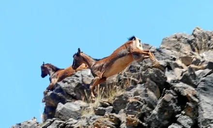 “Apañadas” managed to remove 43 goats from the Güigüí Special Nature Reserve in a month