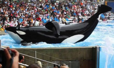 Performing animal attraction says it is “completely impossible” to free orcas into the sea