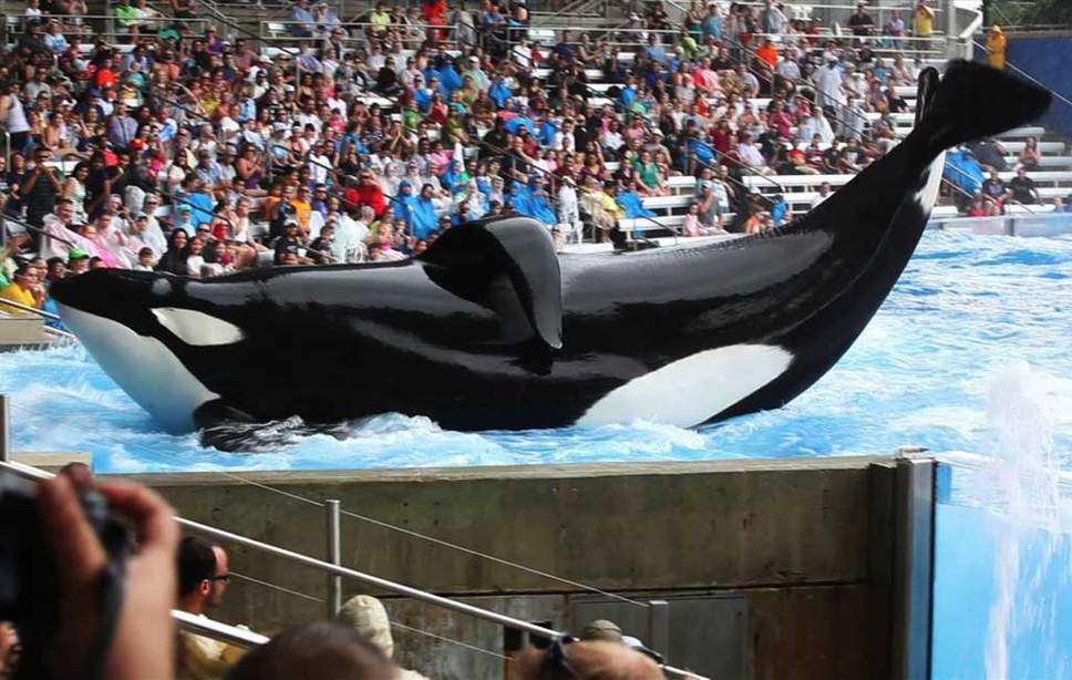 Performing animal attraction says it is “completely impossible” to free orcas into the sea