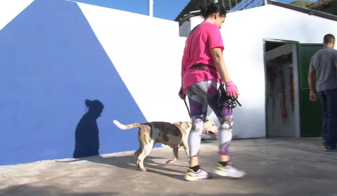 Mogán one of Gran Canaria’s leaders in commitment to the welfare and protection of animals