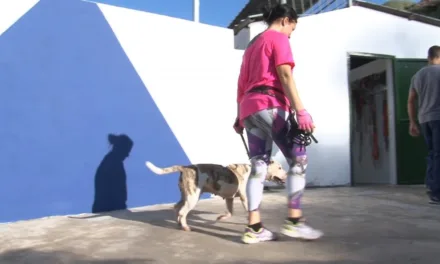 Mogán one of Gran Canaria’s leaders in commitment to the welfare and protection of animals