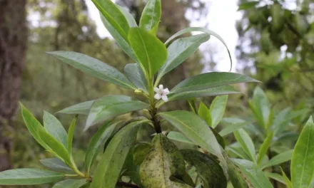 Government prohibits 48 invasive species from entering the Canary Islands