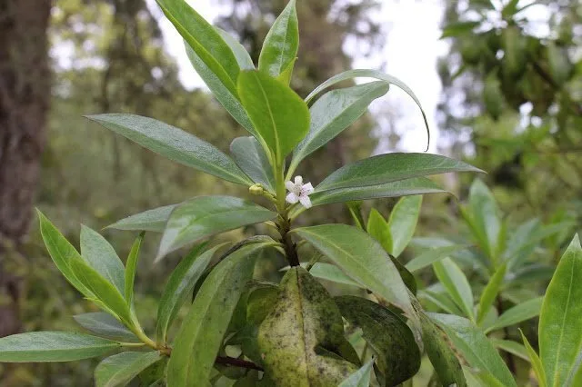 Government prohibits 48 invasive species from entering the Canary Islands