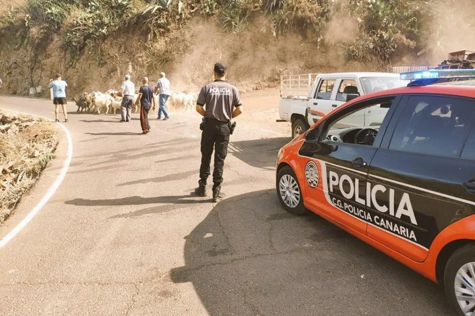 Gran Canaria Fires: Island people join together to help animals affected by the flames