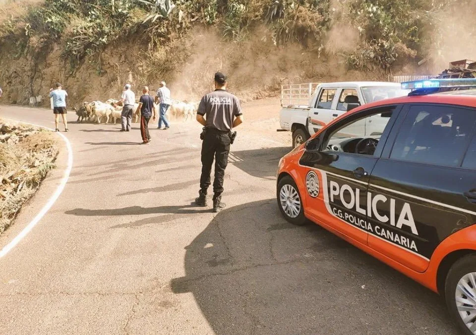 Gran Canaria Fires: Island people join together to help animals affected by the flames