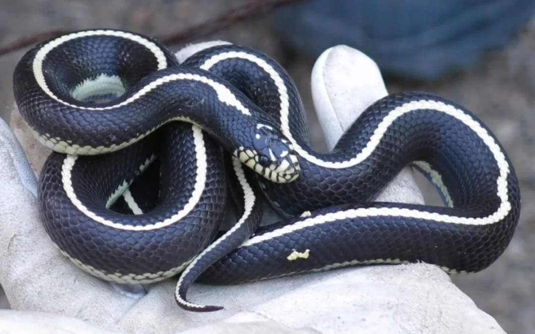 About a thousand King snakes already captured this year on Gran Canaria