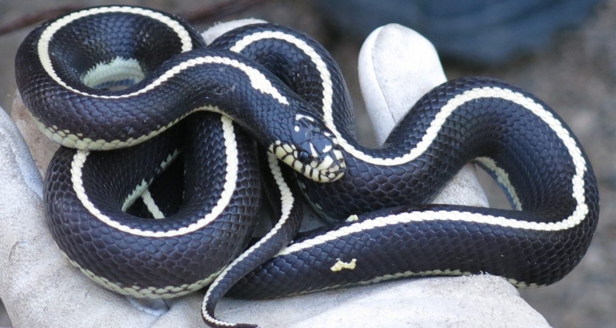 About a thousand King snakes already captured this year on Gran Canaria
