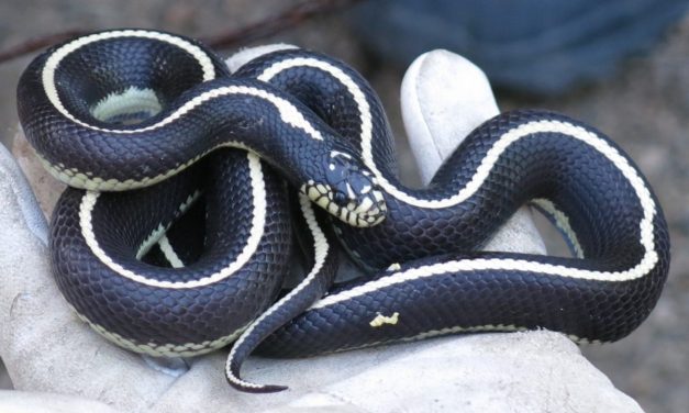About a thousand King snakes already captured this year on Gran Canaria