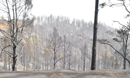 The Gran Canaria forest fire suspected to have originated from a power line in contact with a tree