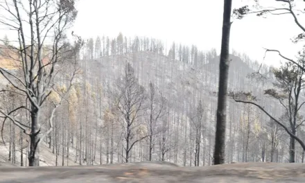 The Gran Canaria forest fire suspected to have originated from a power line in contact with a tree
