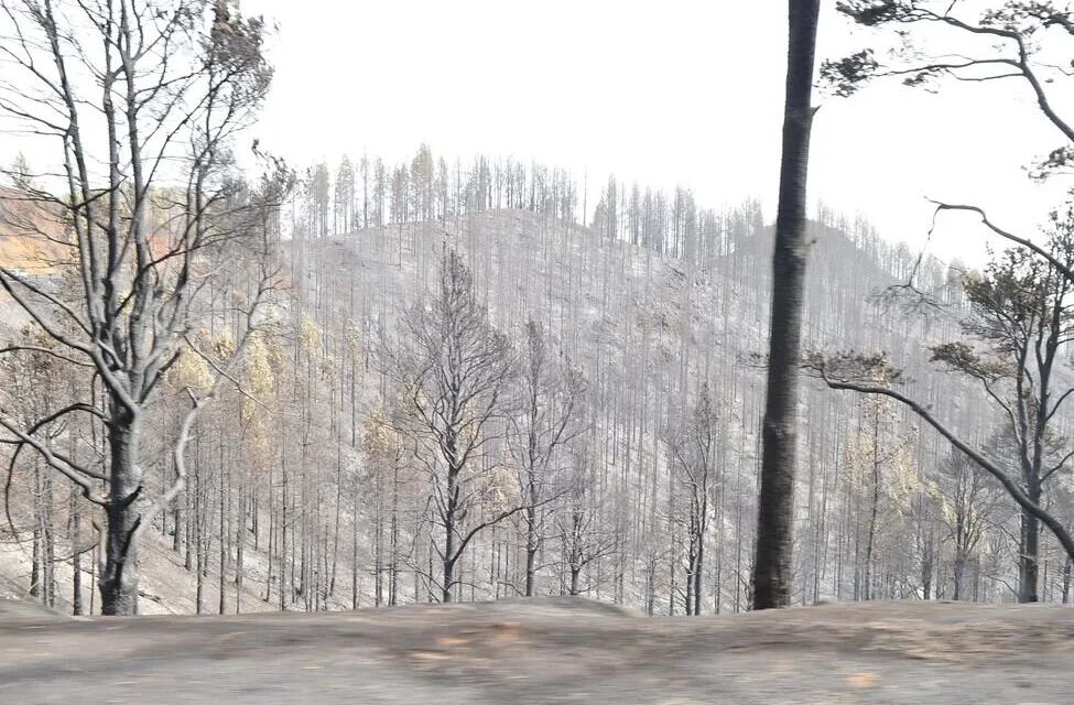 The Gran Canaria forest fire suspected to have originated from a power line in contact with a tree