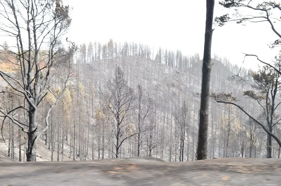 The Gran Canaria forest fire suspected to have originated from a power line in contact with a tree