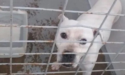 Community: Motor Grande dog pound has empty cages because of volunteers