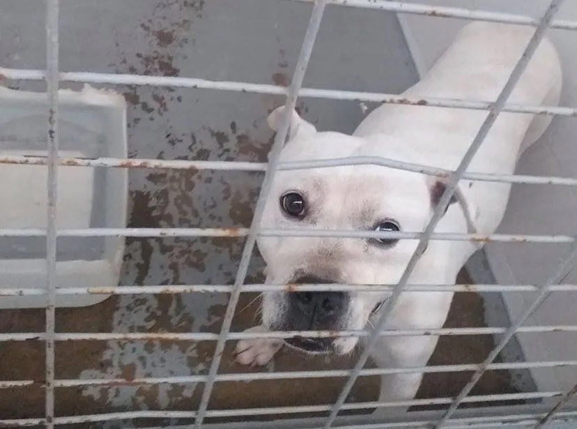 Community: Motor Grande dog pound has empty cages because of volunteers