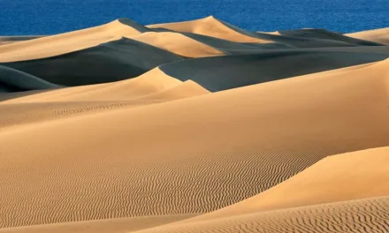 Maspalomas Dunes recover to look more like the dreamy landscape it was 50 years ago, before mass tourism