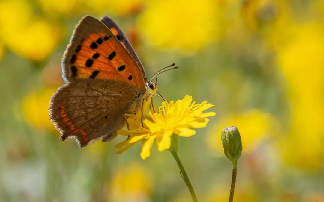 Thirty new species added to the Canary Islands Biodiversity Data Bank