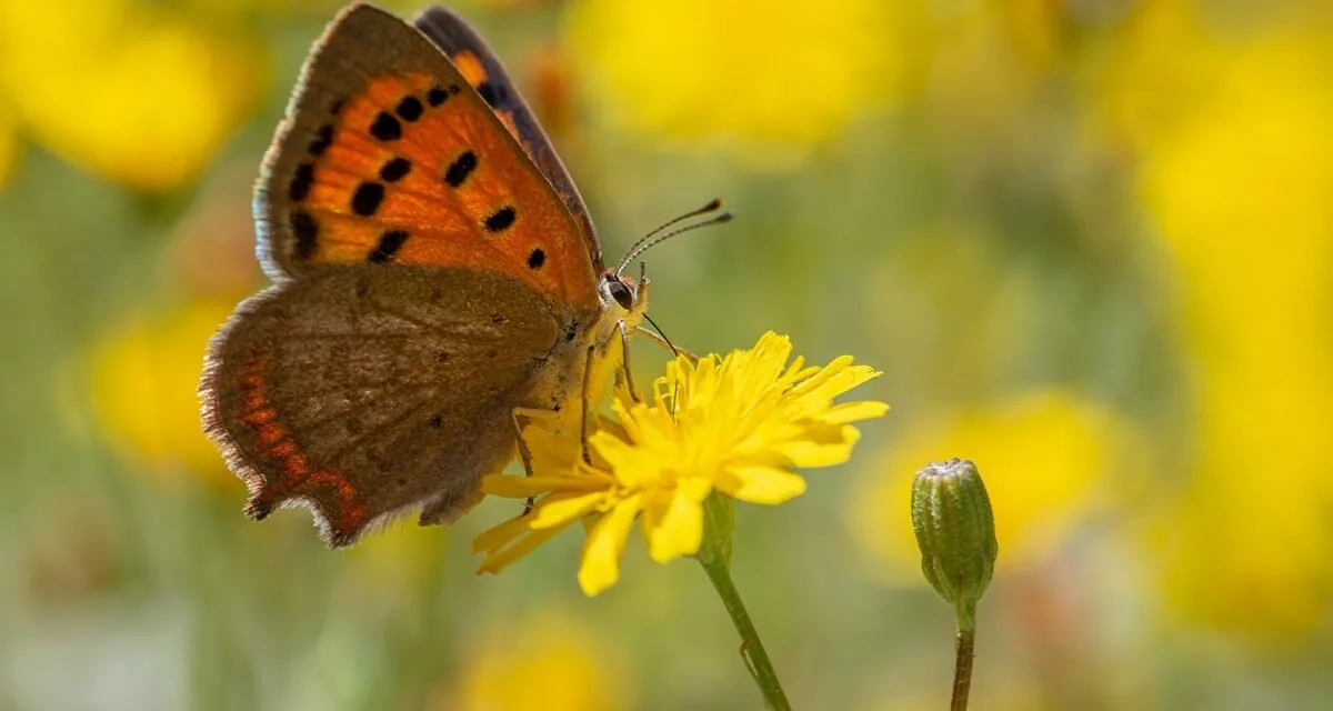 Thirty new species added to the Canary Islands Biodiversity Data Bank