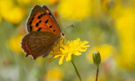 Thirty new species added to the Canary Islands Biodiversity Data Bank