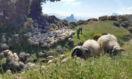 The Cabildo budgets €1 million for “firefighter sheep” to clear public land and combat forest fires