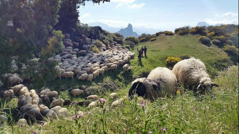 The Cabildo budgets €1 million for “firefighter sheep” to clear public land and combat forest fires
