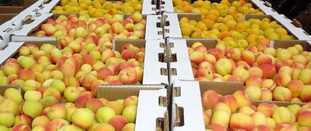 Gran Canaria’s southern apricot harvest has been reduced by 70% due to calima and drought